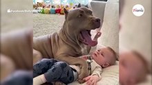 El pitbull estaba lamiendo al bebé cuando, de repente, ¡al perro le entró hambre!