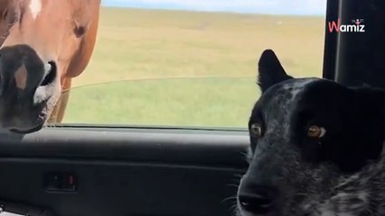 Co zobaczył ten pies, że zrobił taka minę? Kilka tysięcy internautów też jest ciekawych!