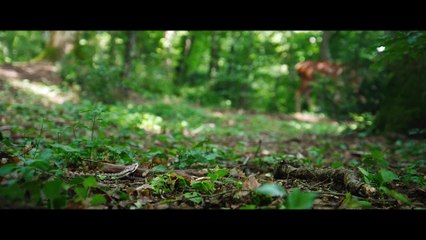 FEMME ACTUELLE - Découvrez la bande-annonce du film "Bambi, l'histoire d'une vie dans les bois" de Michel Fessler