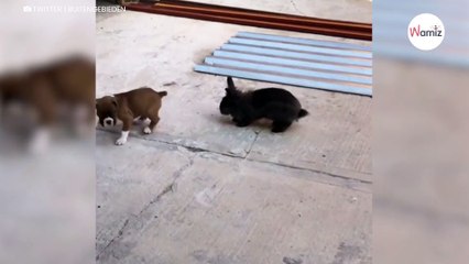 Puppy denkt dat het een konijn is: Deze video is hilarisch!