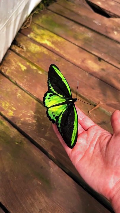 Butterfly 