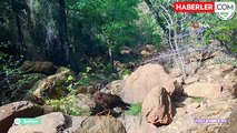 Muğla'da Yaban Hayatı Fotokapanla Belgelendi