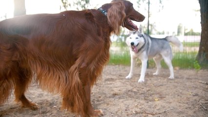 Best and Worst-Behaved Dog Breeds