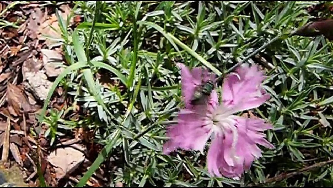 Panasonic FZ50 camera test.