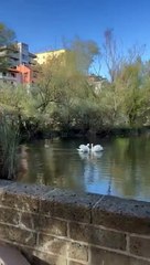 Cleopatra torna nel laghetto e si dirige subito dal suo compagno