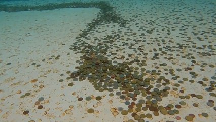 ¿Qué hacen con las monedas que se tiran a la Fontana de Trevi?