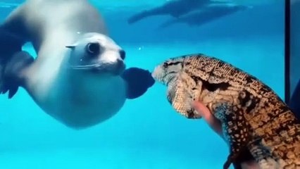 This seal could have gone his whole life not knowi