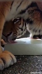 Tiger enjoying a frozen block of goats milk.