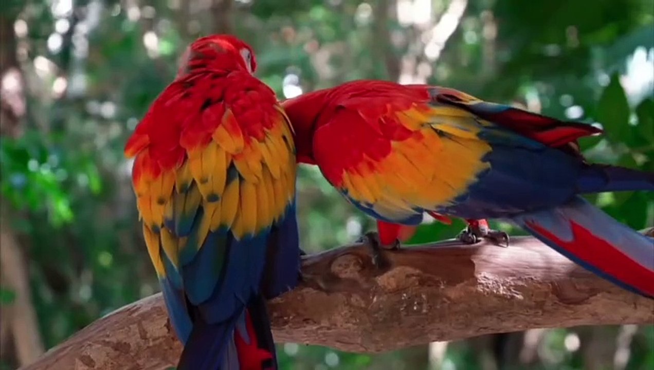 Beautiful parrots sounds