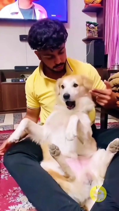  Sibling Rivalry: Puppy vs Kitten! 