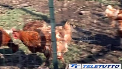 Video News - Aviaria, primo caso in un allevamento bresciano