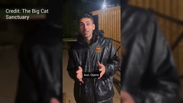 Clouded leopard arrives at sanctuary