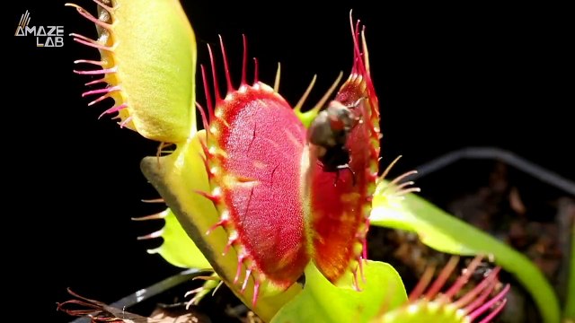 The Science Behind Venus Fly Traps Will Blow Your Mind!