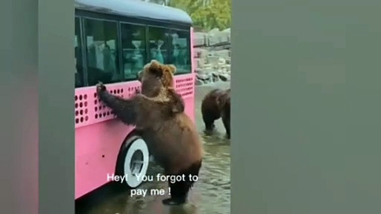 Funny Animal Videos