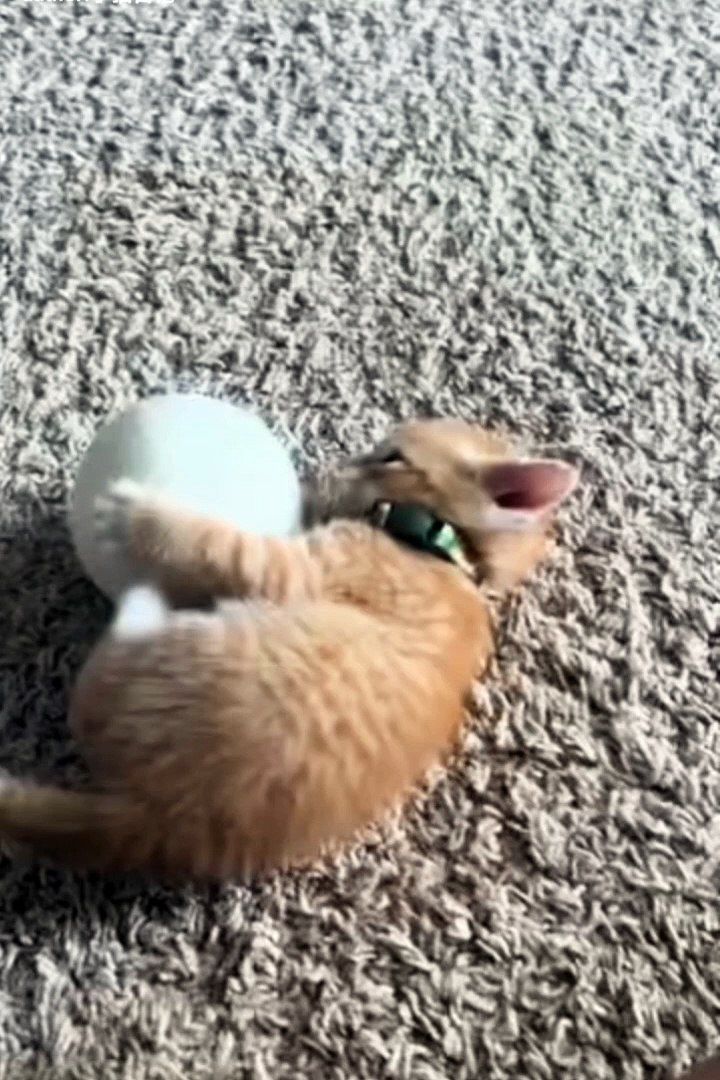 Funniest animals | cute animals | #animals #cuteanimals #funniestanimals