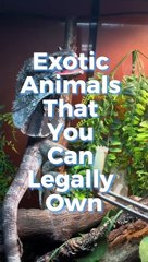 Exotic Animals That You Can Legally Own 