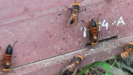 Bees Scream When Killer Hornet Cousins Attack