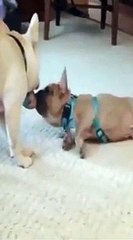 Hilarious Paws - Animal Videos #shorts