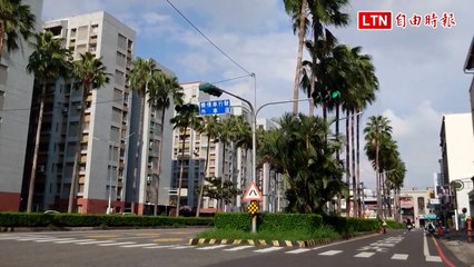 台南大林椰道53棵樹移不移？護樹團體和居民意見兩極