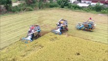 Thai farmers using 3 tractors to harvest rice in Nonthaburi Province