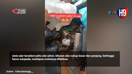 Viral Jasa Pengiriman Terima Paket Ular Pyton Besar Tanpa Kandang