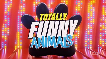 Funniest Cats And Dogs Videos The Best Funny Animal Videos Make You Unable To Stop Laughing