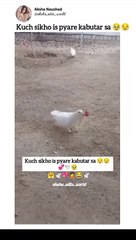 Kuch Sikho is Piyare Kabotar se ️ #peigeons #loveforever #together #entertainment #foryou #viral