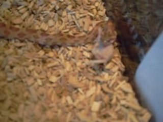 L'elaphe en train de manger