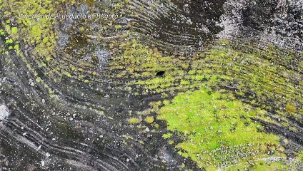 El video de un oso junto a un embalse sin agua prende las alarmas por sequía en Colombia