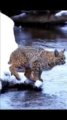 Tiger Pub Jump _ Viral Animals Video Clip _ Funny Animals #Shorts scene