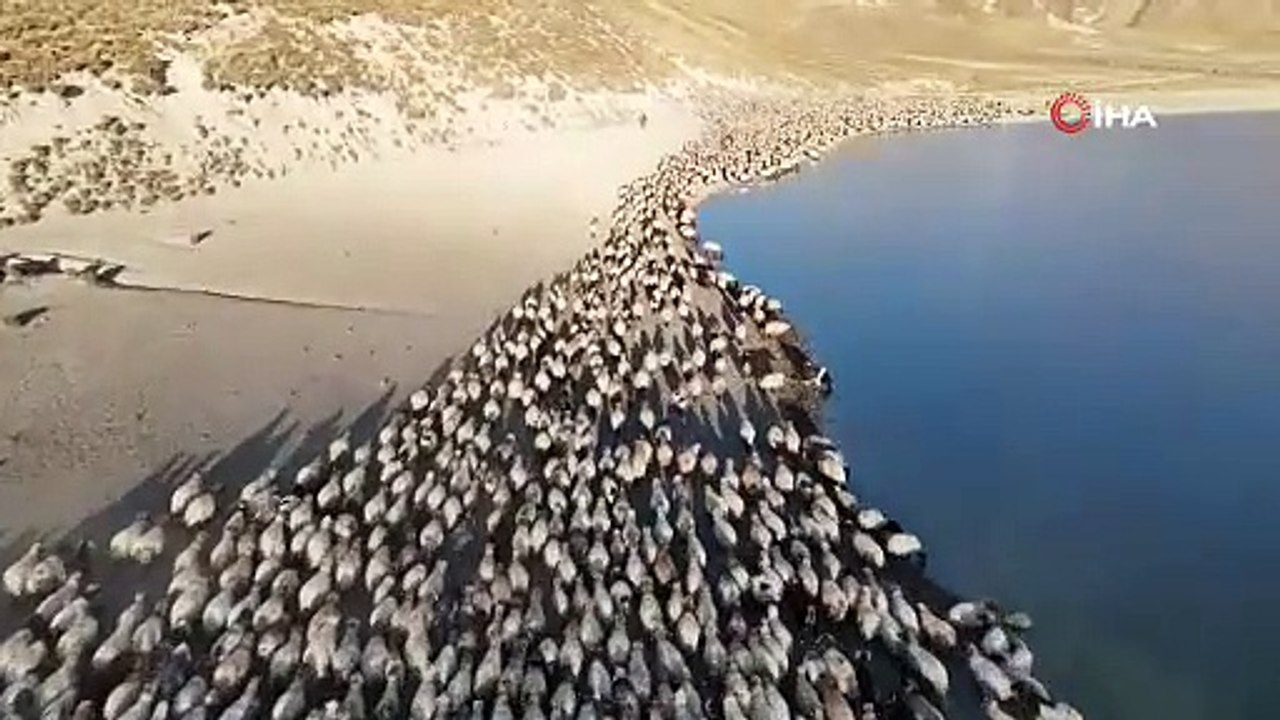 Bitlis Tatvan’da sürülerin tozlu su yolculuğu