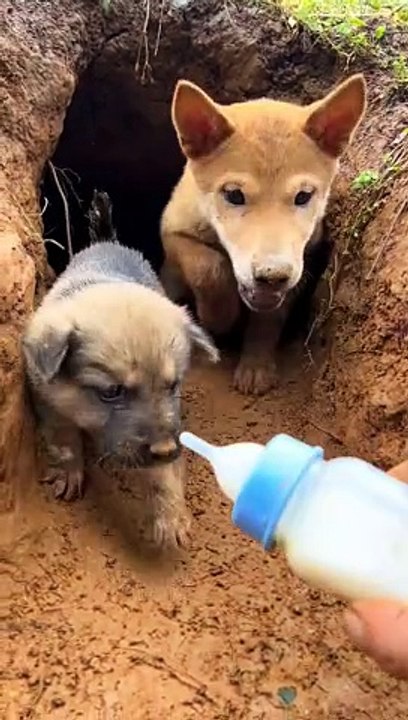 Why Do Humans Drink Milk? A Look Back with Native Dogs