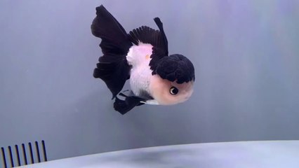 Meet the Adorable Thai Lion Goldfish: The Newest Pet Sensation!