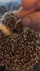 The Delightful World of African Mini Hedgehogs