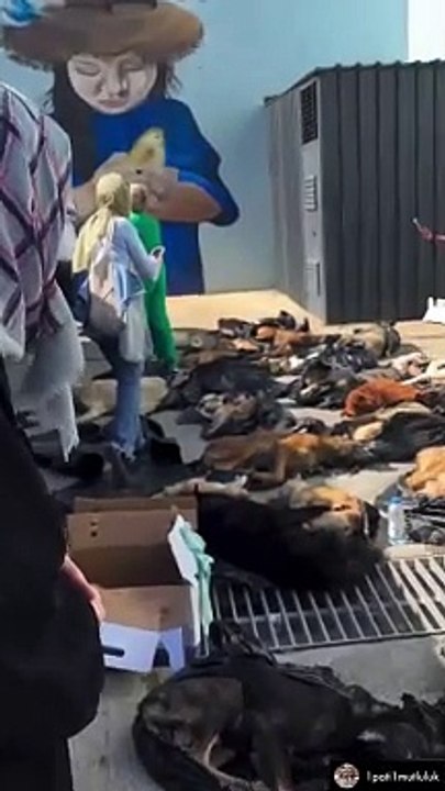 Gebze'deki Hayvan Katliamında ''Müslüman Yapmaz Bunu'' Sitemi