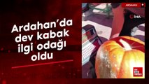 Ardahan'da dev kabak ilgi odağı oldu