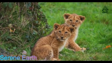 The Cutest Baby Animals in Nature: A Breathtaking Wildlife Adventure