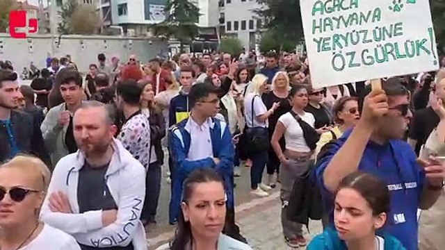 Gebze Belediyesi önünde hayvan katliamı protestosu: Belediye Başkanı'na 'istifa et' çağrısı