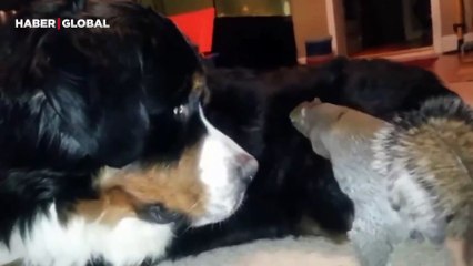 Sincabın köpeğin tüyleri arasına meşe palamudu saklamaya çalıştığı anlar kahkahaya boğdu