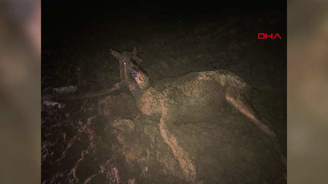 Bataklığa saplanan yılkı atı, 4 saatte kurtarıldı
