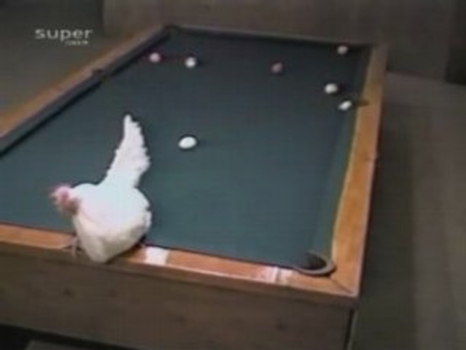Lachvandedag.nl - Poolende kip