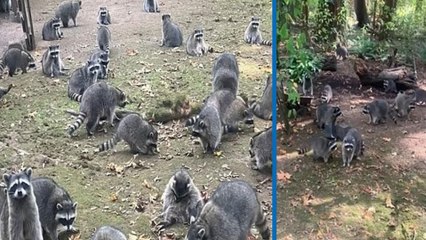 Evinin etrafını rakunlar sardı, acil servisi arayıp evden kaçtı