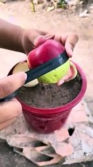 The_SECRET_To_Breeding_APPLES_With_GUAVA_To_HARVEST_More_Fruits!(240p)