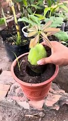 Grafting_Watermelons_onto_Mango_Trees_!_Harvesting_a_Fruit_Hybrid!(240p)