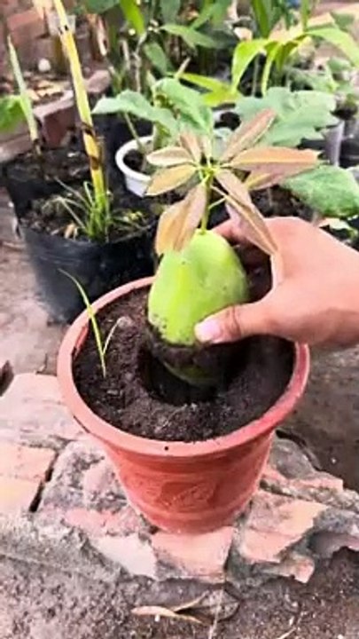 Grafting_Watermelons_onto_Mango_Trees_!_Harvesting_a_Fruit_Hybrid!(240p)