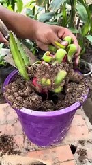 Boost_your_dragon_fruit_harvest_with_these_planting_tips(240p)