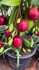 Grafting_Apples_onto_Mango_Trees_for_Mega_Fruit_Harvest!(240p)