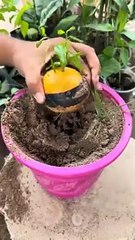 I_Grafted_An_Apple___Orange_Together(240p)