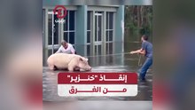 إنقاذ "خنزير" من الغرق