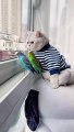 Cat and Australian Parrot: Can Feline and Feathered Friends Coexist?